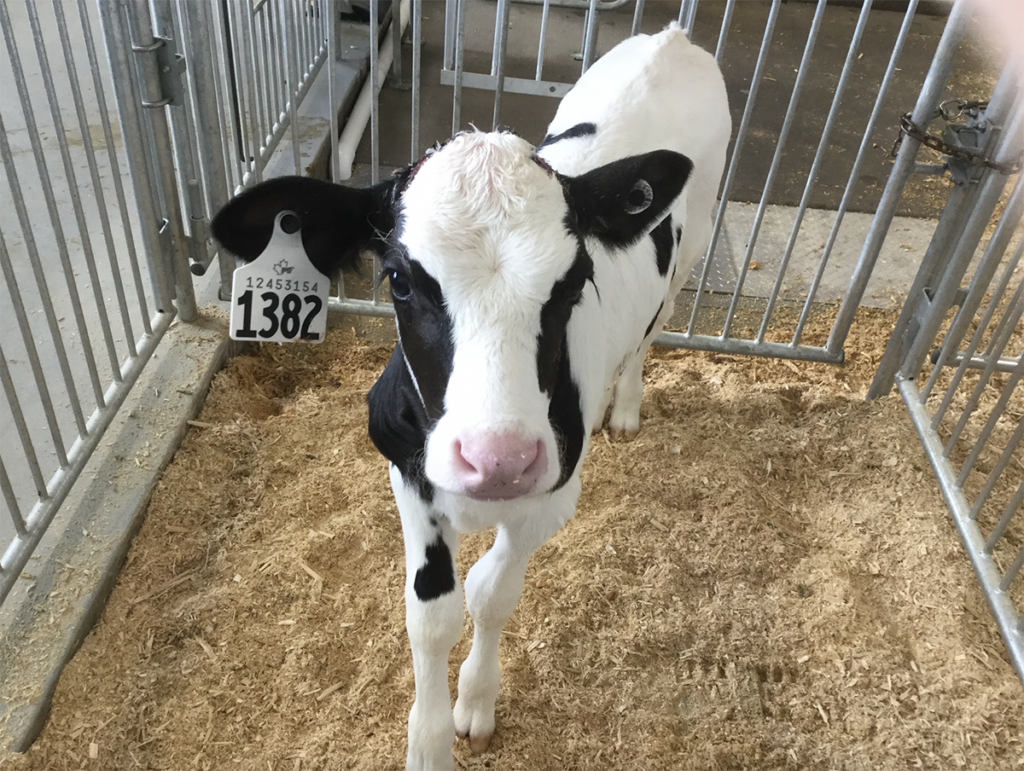 disbudding and dehorning a calf.