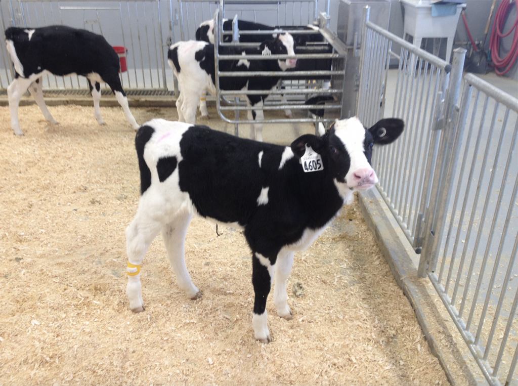 a calf standing in her pen.